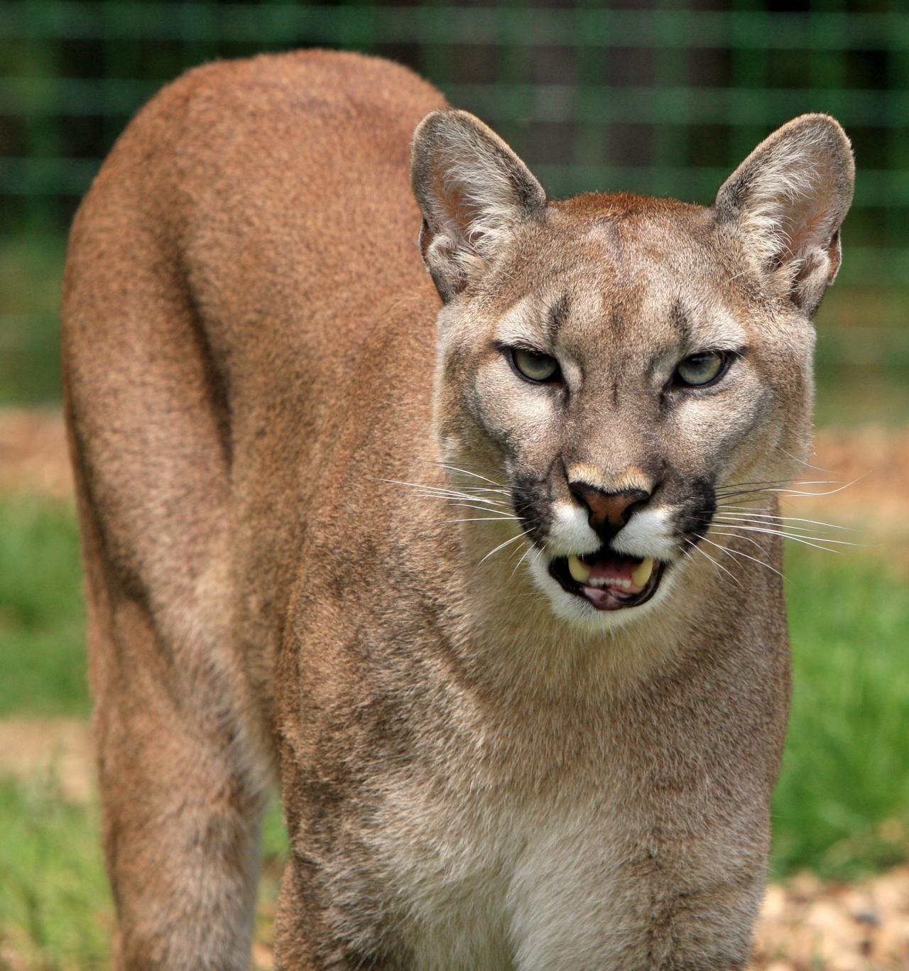 Mountain lion was reportedly spotted on Sioux Citys Westside Saturday morning